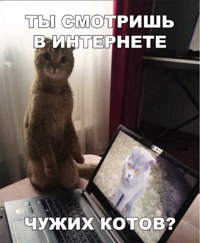 Забавные фото котеек