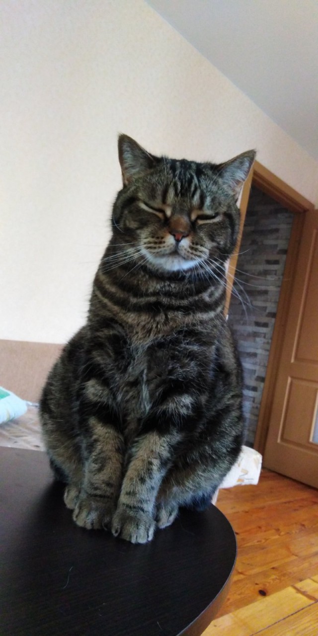Коты-буддисты
