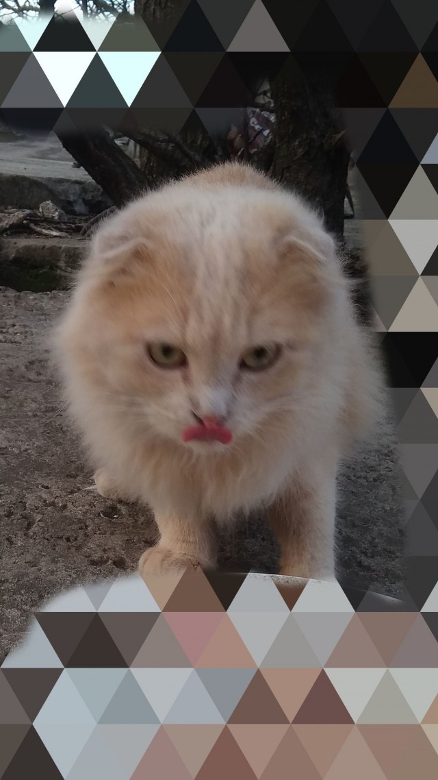 Забавные картинки с котами из сети