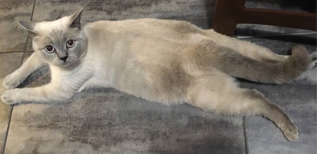 Давайте по котикам, которые с нами на самоизоляции