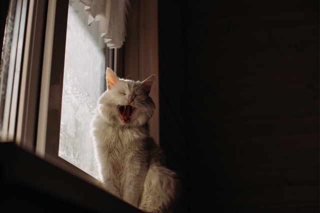 Коты, которые нас порадовали!