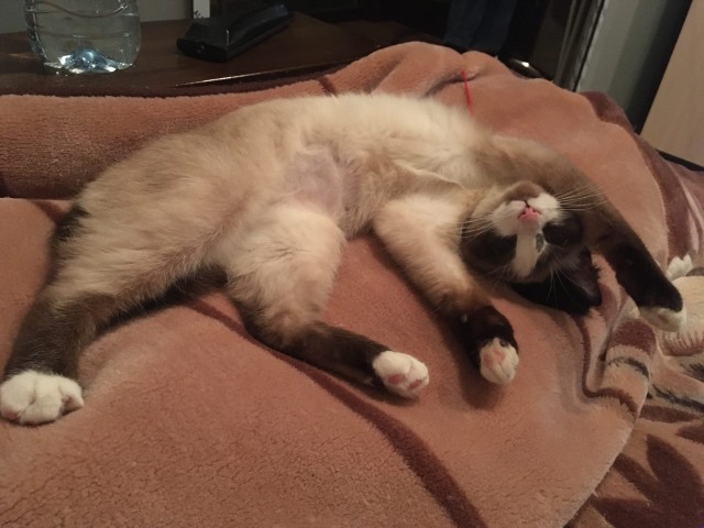 Коты, которые нас порадовали!