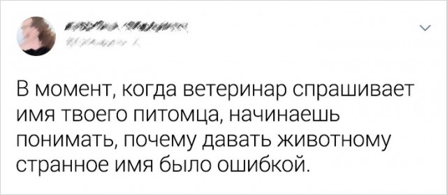 Несколько случаев из практики ветеринаров, в чьих руках — тысячи крохотных жизней