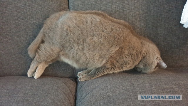 Котовторник