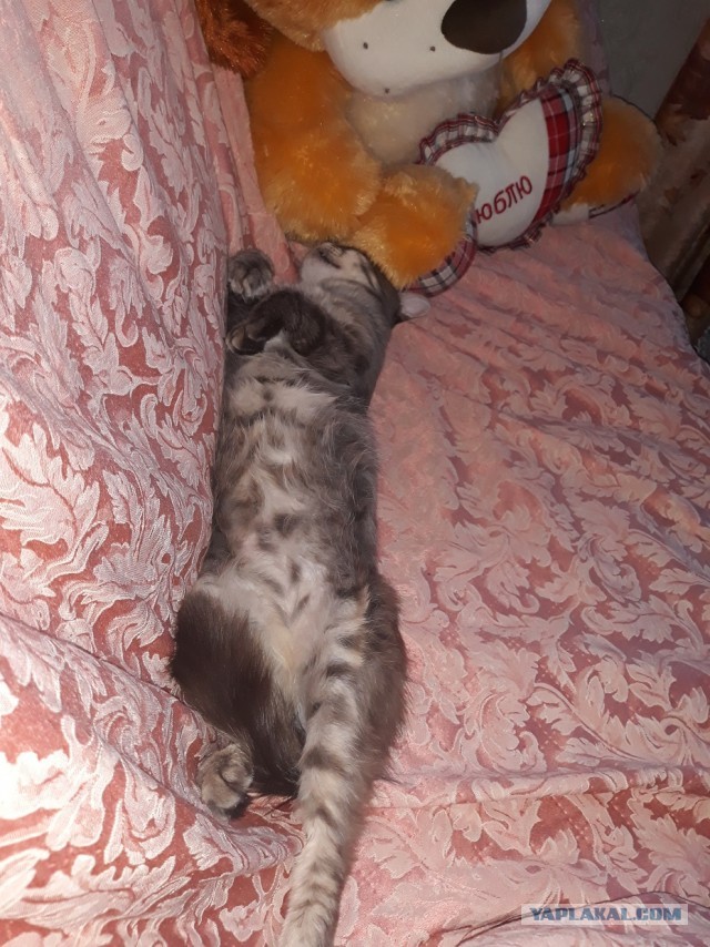 Котовторник?! Коты во вторник!