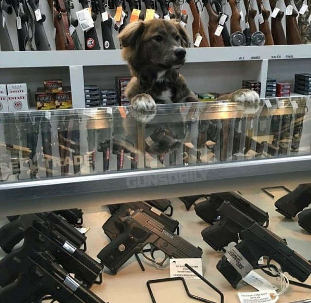 Подборка забавной живности