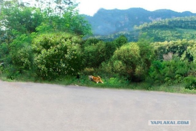 Фотожаба: любопытный парень