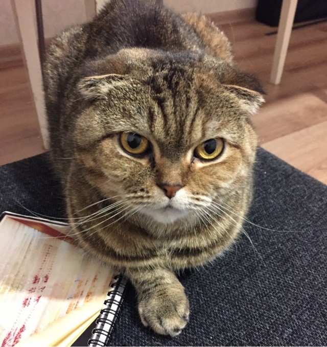 Котовторник же!