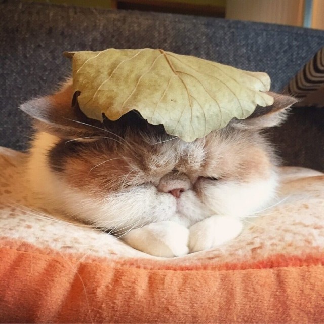ПозитиФ Чик
