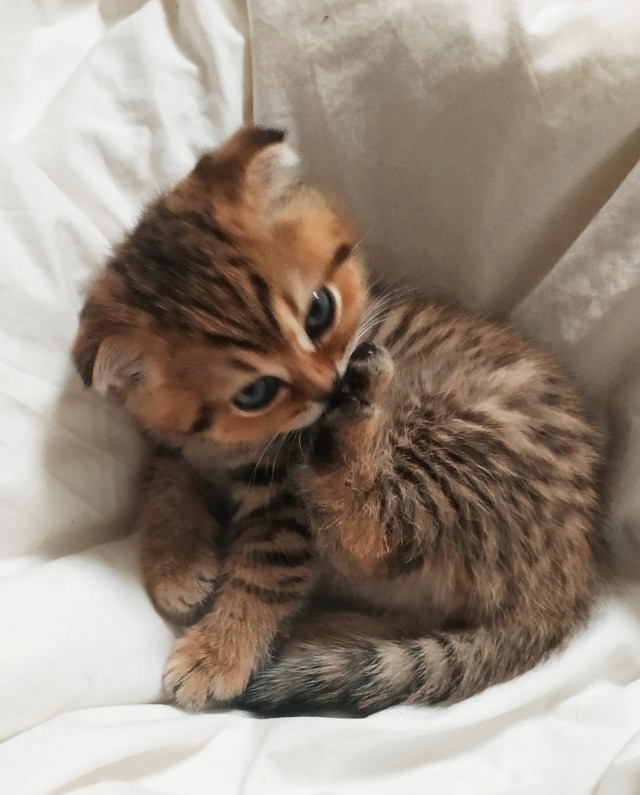 Вторник. Котэ. Пора