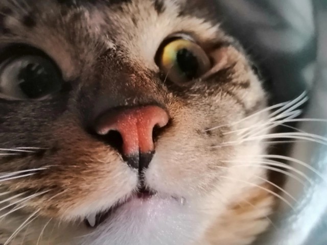 Котовторник 25.01.22