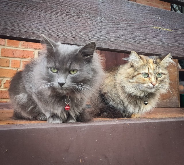 Котовторник. Февраль