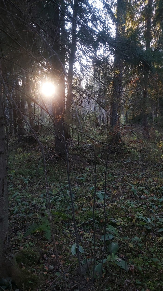 Фотки с телефона.