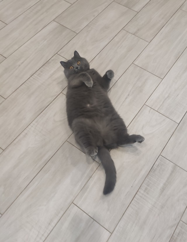 С праздником и котофторником!