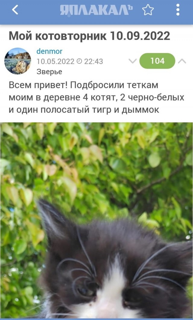 Мой котовторник 10.09.2022