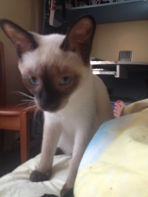 Мой красавец