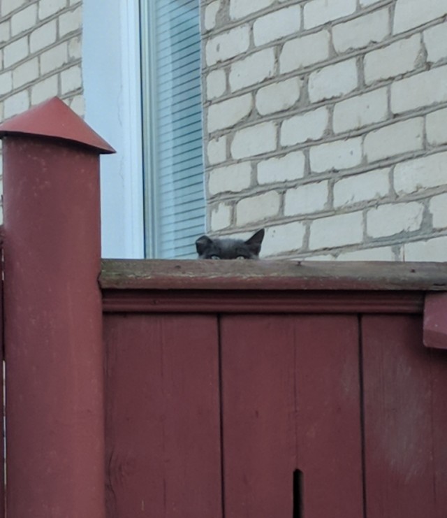 Задорные, заборные, шерстяные