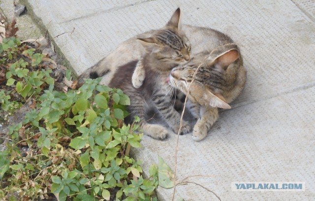 Котовторник. Немного сицилийских котов.