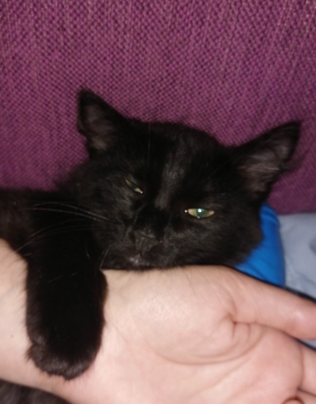 Котовторник 19.07.22