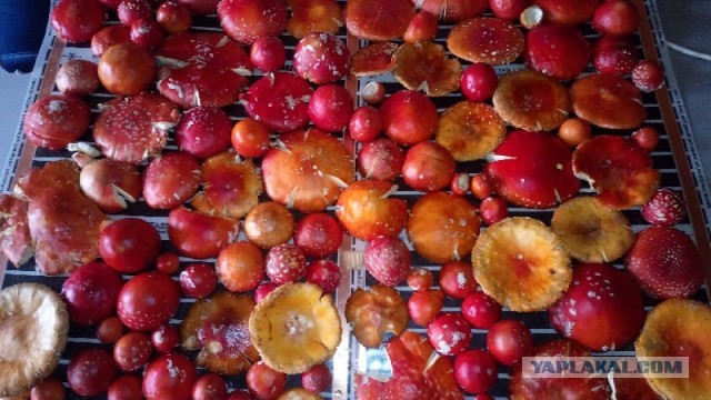 Сходил я как-то по грибы...