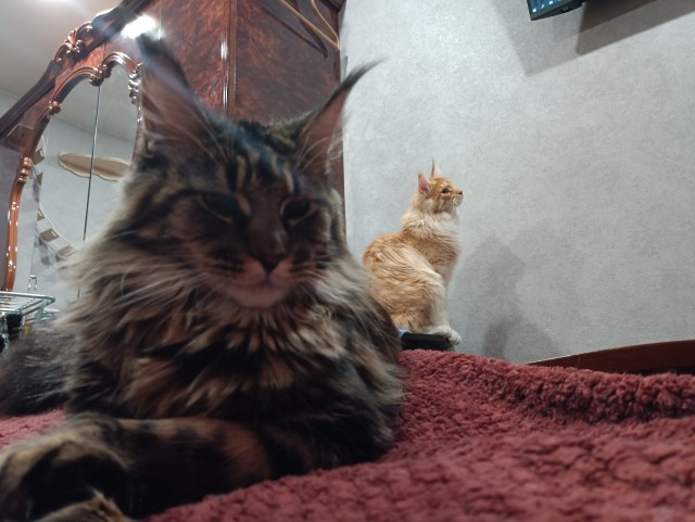 Кошка