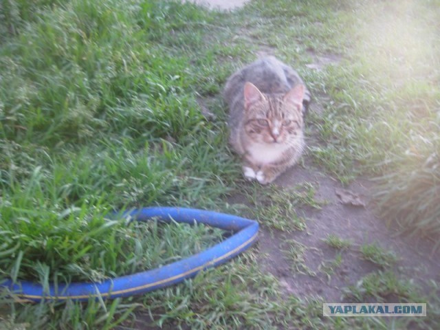 Жизнь домашнего приюта для котеек 419