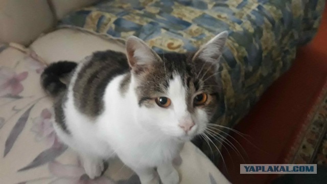 Про котейку