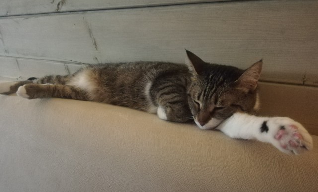 Даёшь котов в этот вторник!