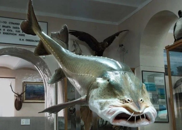 Калуга: Титаническая рыба реки Амур. Есть ли у исполинов будущее в тяжелых реалиях?