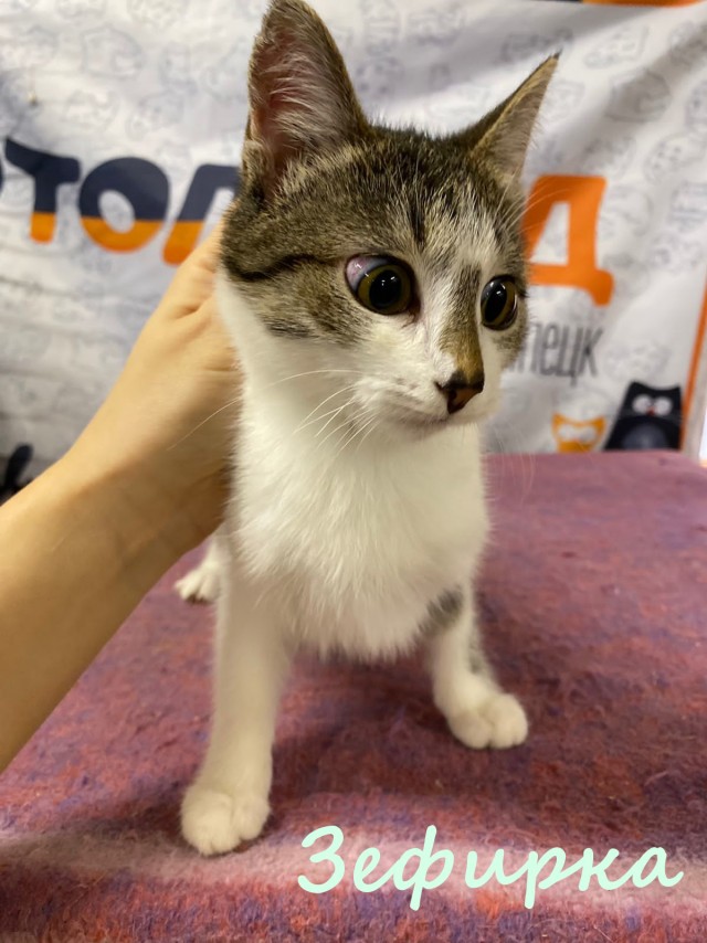 Жизнь домашнего приюта "Котоленд" 382