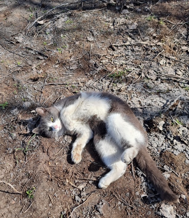 Котовторник