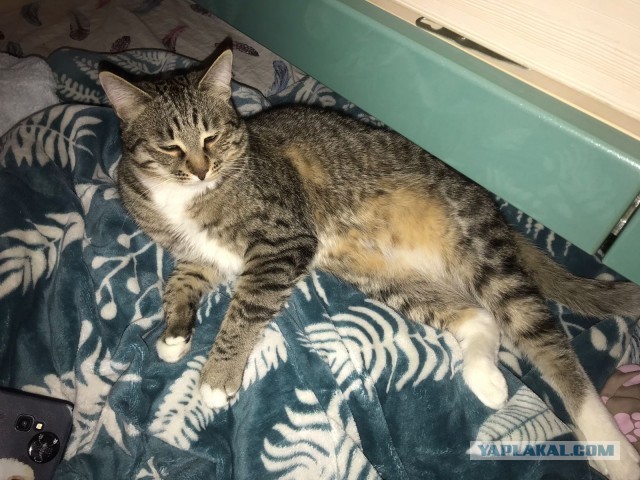 Много дел у кота на даче...