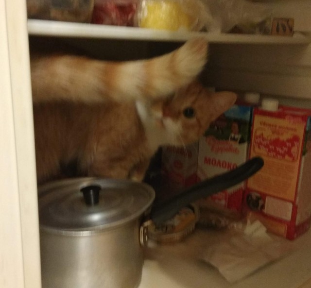 Я опять кота нашёл