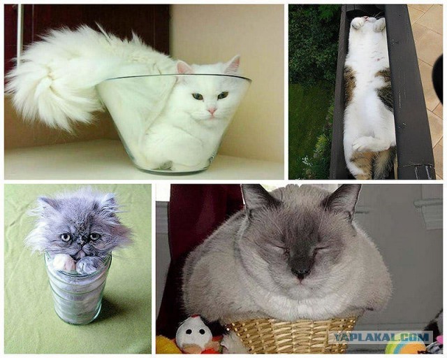 Ловушки для котов