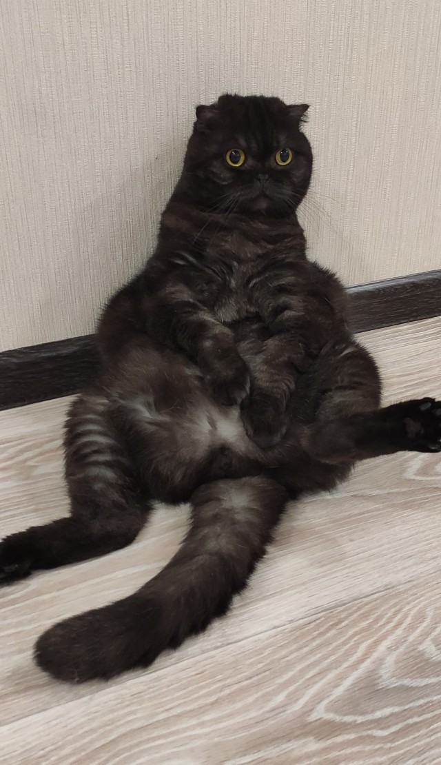 Все собаки дураки!