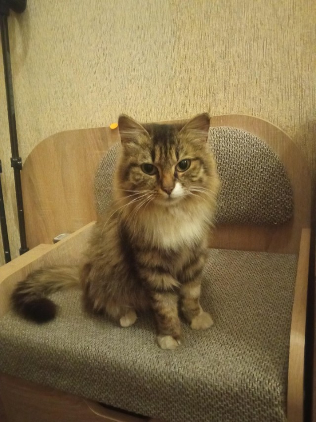 Кот и пылесос
