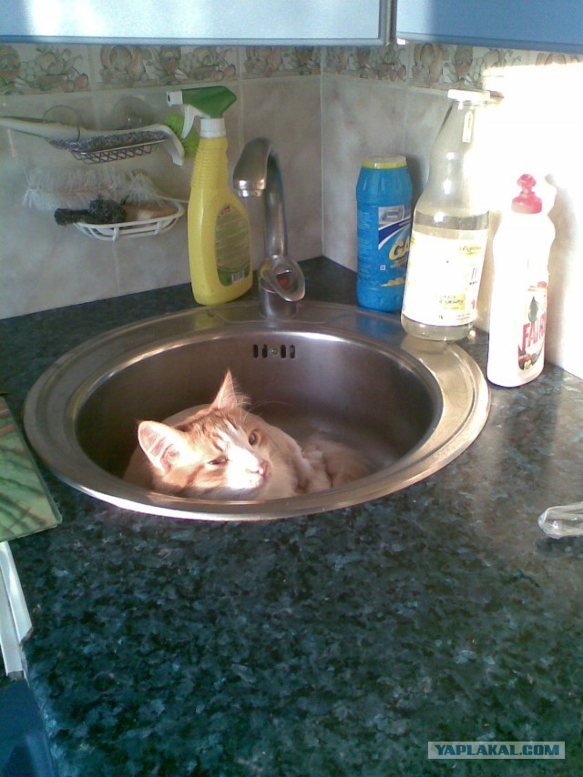 Котовторник 21.05.2013