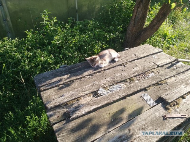 Жизнь домашнего приюта для котеек 505