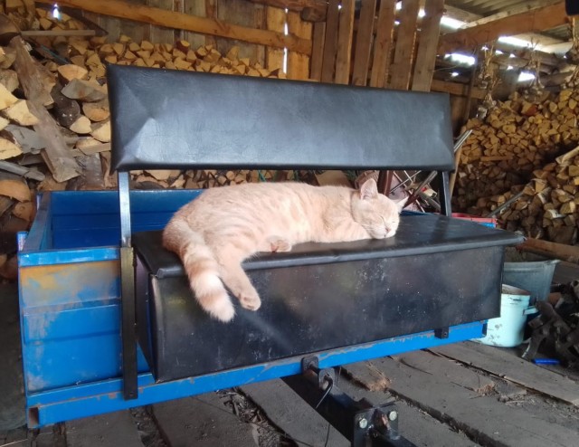 Котовторник