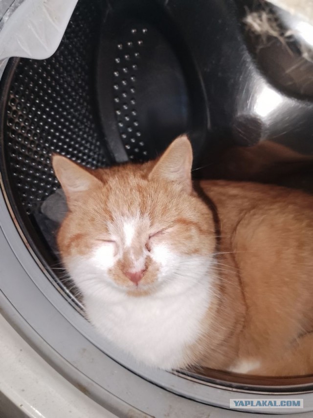 Жизнь домашнего приюта для котеек 523