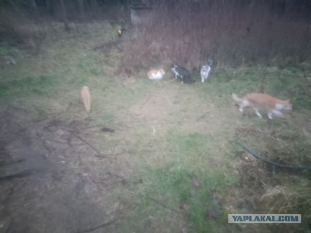 Жизнь домашнего приюта для котеек 528