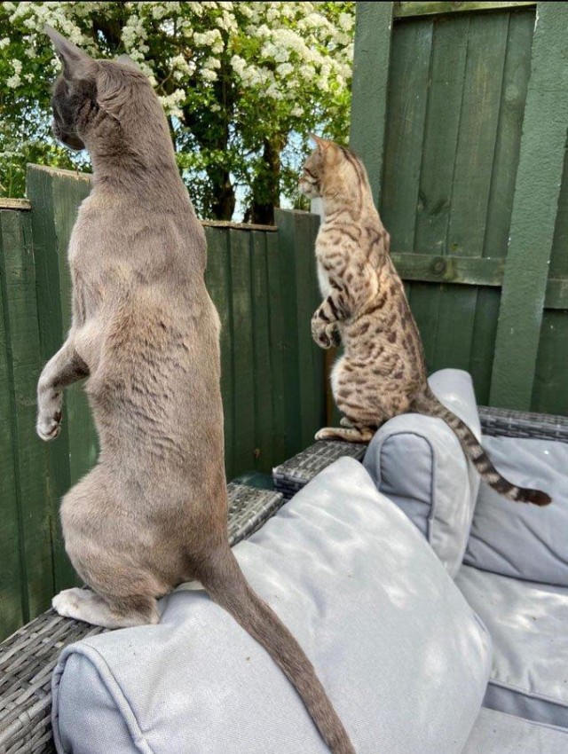 12 самых смешных котов в истории комического конкурса Comedy Pet Photography Awards
