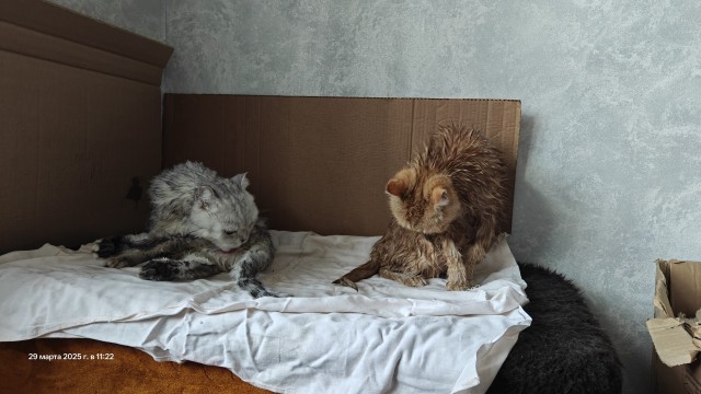 Котопаралич 1 степени
