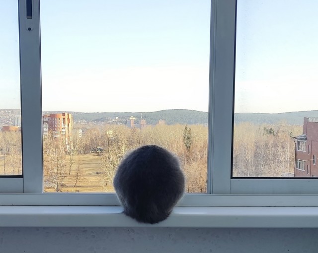 Коты бывают твердые, жидкие и шарообразные