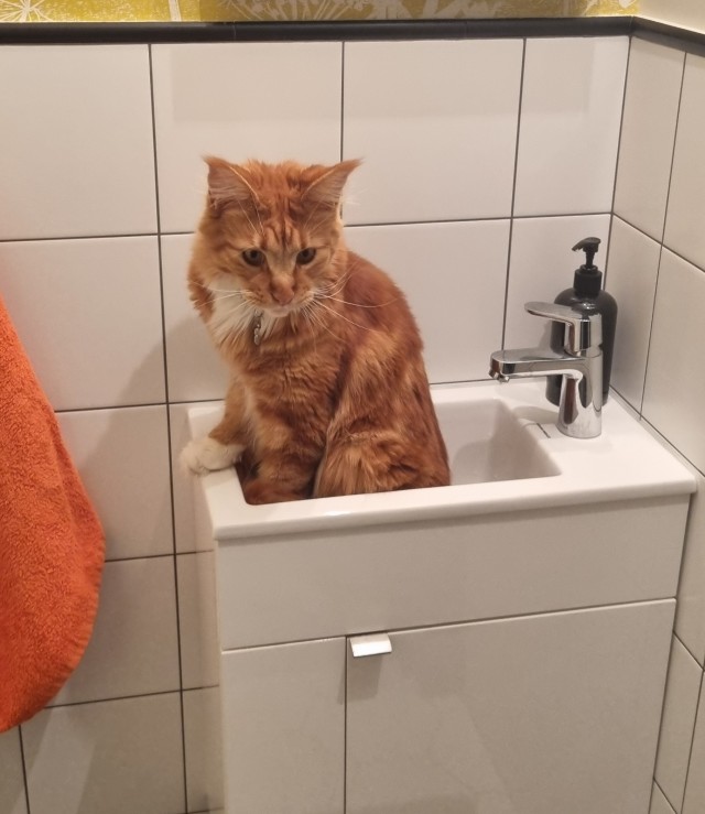 Смешные коты, которые бы победили на конкурсе абсурдных фотографий