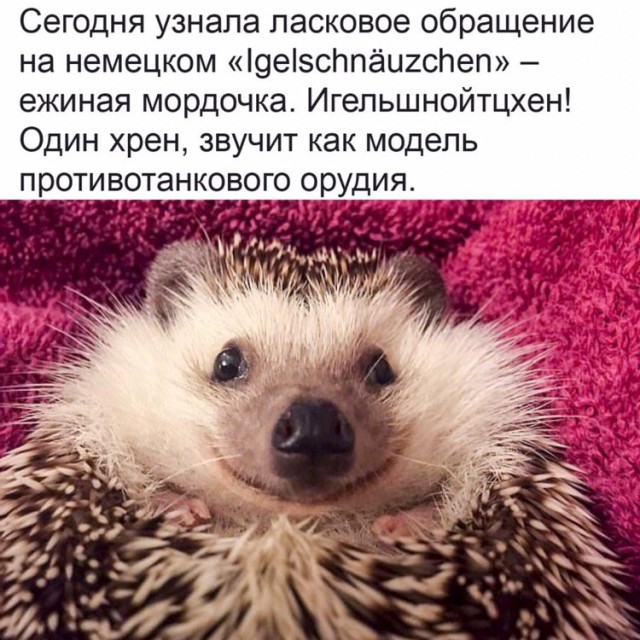 Картинки для деградации 10 (разной степени свежести)