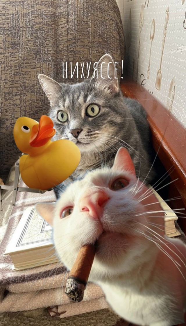 К котовторнику