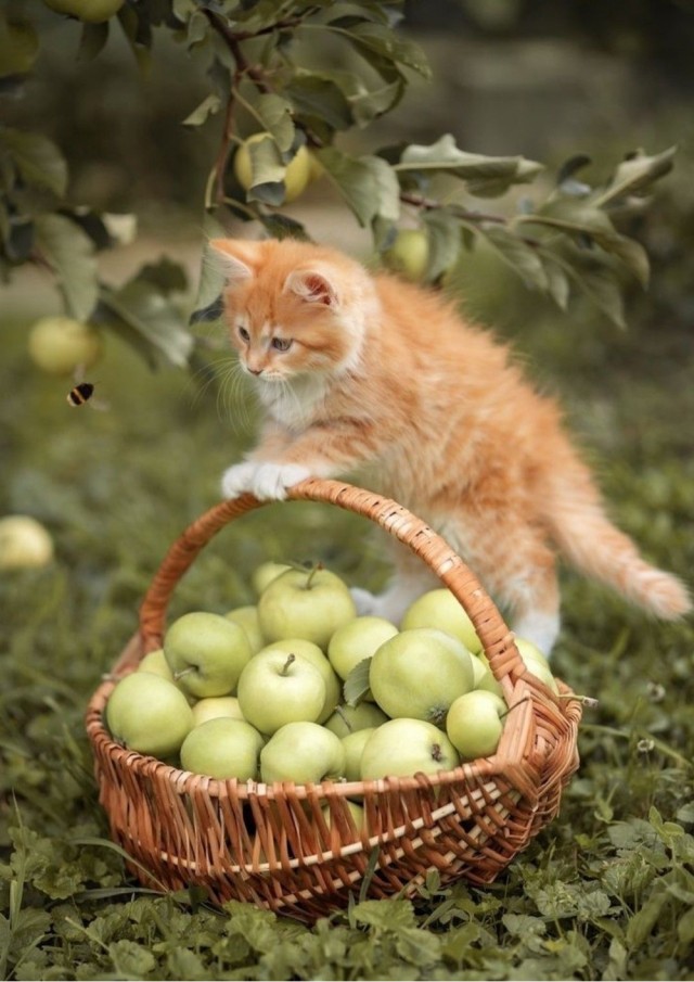 Осенний кот