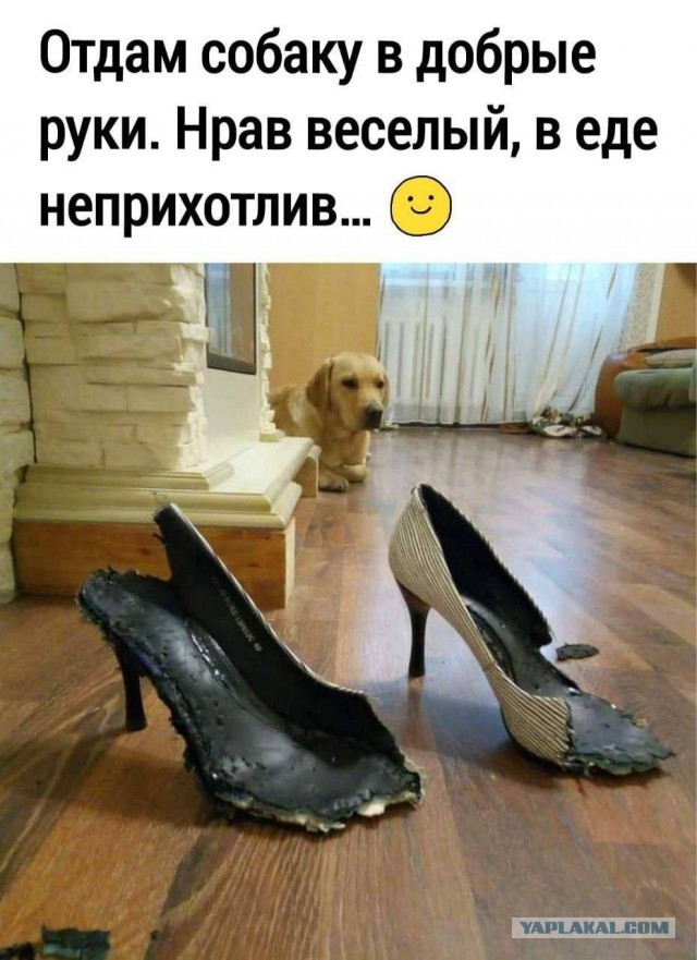 Собаки улыбаки.