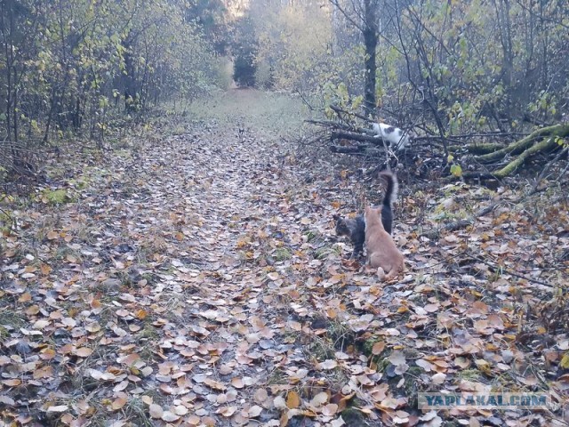 Жизнь домашнего приюта для котеек 561